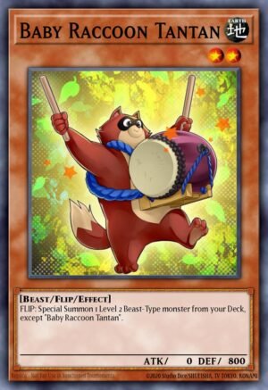 Baby Raccoon Tantan Baby Raccoon Tantan