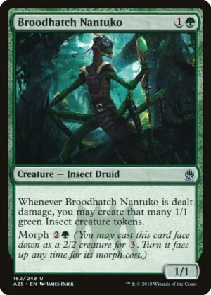 Broodhatch Nantuko (A25-162)