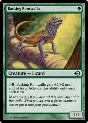 Basking Rootwalla (PRM-35152)