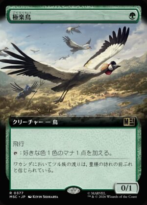 Birds of Paradise (MSC-377)