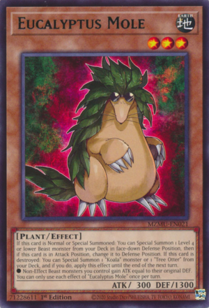 Eucalyptus Mole (MZMU-EN021)